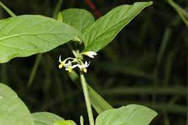 Image result for Solanum scabrum