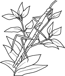 Tree coloring pages are available with simple outlined tree pictures as well as more complex pictures of trees with multiple branches and fruits. An Insect Camouflage As Tree Branch Coloring Page Coloring Sky