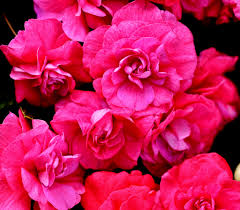 Image result for Impatiens oreocallis