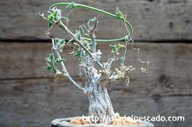 Image result for Corallocarpus bainesii