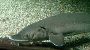 Maybe you would like to learn more about one of these? Lake Sturgeon Acipenser Fulvescens Youtube