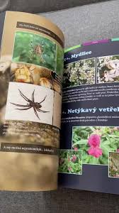 Image result for pokoutnik st job 