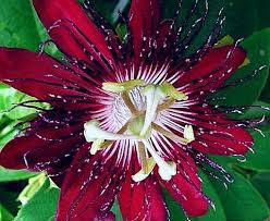 Amazon Com Emeralds Passiflora Lady Margaret Purple Passion Flower Vine Live Plant 4 Inch Pot Patio Lawn Garden Flowering Vines Passion Flower Passiflora