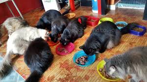 Tak semestinya nak kena beli bekas khas made for cats. Kucing Pun Pandai Memilih Makanan Ini Adalah Bellarina Natasya