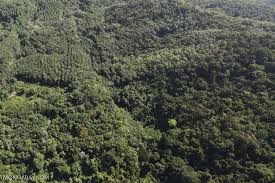 City in southeastern florida west of fort lauderdale population. In Defining Plantations As Forest Fao Attracts Criticism