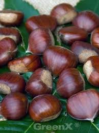 Castanea Sativa Bouche De Betizac Esskastanie Bouche De Betizac Gunstig Kaufen Tiefwurzler Esskastanien Pflanzen