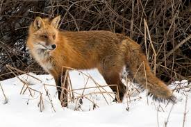 Fawn scared baby deer squeaky whiney cu 1. The Most Freakish Animal Noises You Ll Hear In Nature