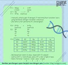 Tentu kamu telah mengerti persilangan monohibrid atau persilangan satu sifat beda bukan. 5 Genetika Mendel Belajar Biologi Bersama Bu Hesti