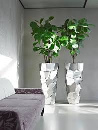 Capri Vase L Ficus Botanic International Pflanzenversand Xxl Grosspflanzen Europaweit Kaufen Grosse Zimmerpflanzen Pflanzengestaltung Buropflanzen