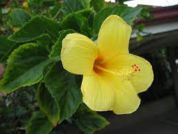 Philippine Trees And Garden Flowers Gumamela Plant Leaves Flower Garden