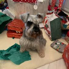 Maybe you would like to learn more about one of these? All Pets Grooming Boarding Pet Groomers 100 Rose Blvd Naples Fl Phone Number Yelp