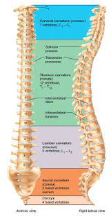 The Vertebral Column In Lateral View Showing The Curvatures Human Bones Anatomy Medical Anatomy Brain Anatomy