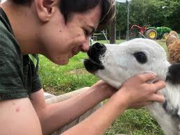 🎉🐮 a Farewell Ode to Randy 🐮🎉 For years, Randy drove the cow train at  Van Buren Acres, bringing smiles, cheers, and laughter to kids of all ages.  🚂❤️ Now he's mooooving