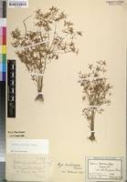 Image result for Pycreus gracillimus