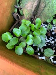 Image result for Dichondra micrantha