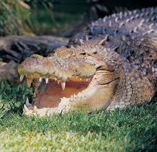 Estaurine Crocodile Or Saltie Wildlife Park Saltwater Crocodile Crocodiles