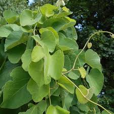 Image result for Aristolochia hockii
