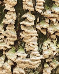 Lloyd Joyner (@ohshit.itspimpy) • Instagram photos and videos