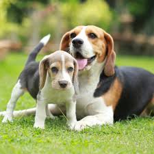 Beagles are a great family dog. Beagle Dogs Puppies Novocom Top