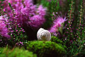 Slug Snail Spirit Animal Folklore And Symbolism