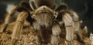 Living as long as 24 years, female tarantulas live twice as long as males. Zelda Arizona Blonde Came Out Of Hiding After Almost A Year Tarantulas