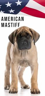 More bullmastiff puppies / dog breeders and puppies in nigeria. American Mastiff A Huge And Wonderfully Gentle Purebred Dog