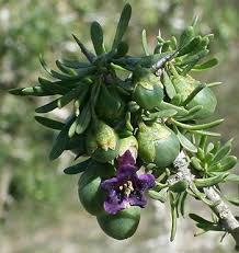 Image result for Lycium villosum