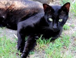 Although still very young her coat is starting to develop and she has large black spots. Melanistic F4 Savannah Cat Poc