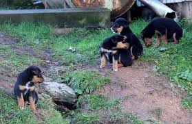 Labrador retriever mix ( 3. Great Dane Rottweiler Mix Puppies For Sale Petswithlove Us