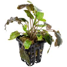 In its native land, the beginners may think that the cryptocoryne wendtii has died off but after some time the plant will. Cryptocoryne Wendtii Tropica Wasserkelch Online Kaufen
