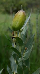 Image result for Gomphocarpus glaucophyllus