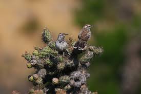 Description:our mission is to train men and women become knowledgeable in the field of care. Species Profile