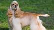 Cocker Spaniel Puppies For Sale - Cocker Spaniel Breed ...