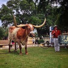 Maybe you would like to learn more about one of these? Bevo Mascot Wikipedia