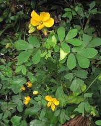 Image result for Senna obtusifolia