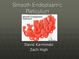 Maybe you would like to learn more about one of these? Ppt Smooth Endoplasmic Reticulum Powerpoint Presentation Free Download Id 3776938