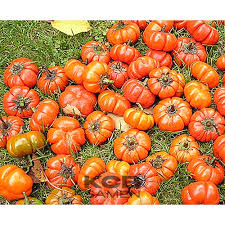 Image result for Solanum aethiopicum