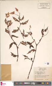 Image result for Begonia poculifera