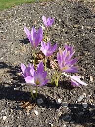 Image result for Colchicaceae