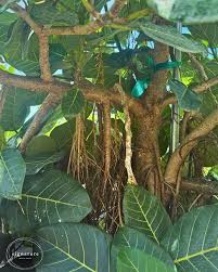 Image result for Ficus trichopoda