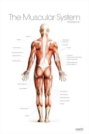 the muscular system posterior poster