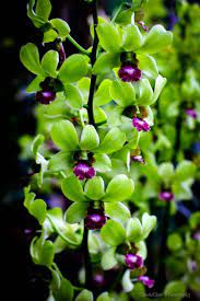 Orchid Shenzhen Nongke One Of The Rarest Flowers Orchid Flower Beautiful Orchids Unusual Flowers