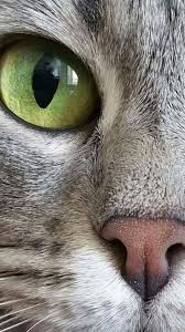 Pin By Gonca Cinar On Katzen Cats 3 In 2020 Pretty Cats Beautiful Cats Crazy Cats