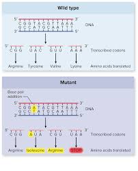Frame Shift Mutation Addition Or Deletion Of Nucleotide S Mutation Tyrosine Arginine