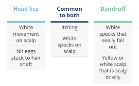 Image result for lice vs dandruff