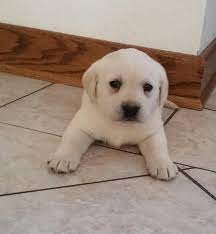 Uptown puppies offers a free puppy finder service that connects responsible, ethical breeders with responsible, ethical buyers in indiana. Labrador Retriever Breeders In Pa Petfinder