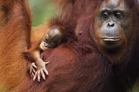 Endangered The Name Orangutan Means Man Of The Forest In The Malay Language In The Lowland Forests In Which They Resid With Images Orangutan Baby Animals Funny Animals