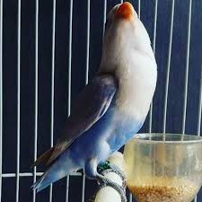 Maybe you would like to learn more about one of these? Kicau Lovebird Biru Violet Fur Android Apk Herunterladen