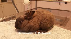 Reconnaitre La Douleur Chez Le Lapin