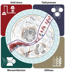 Mercury in cancer people have minds ruled by their emotions and a deep love of family. Physical Traits Of Cancer Science